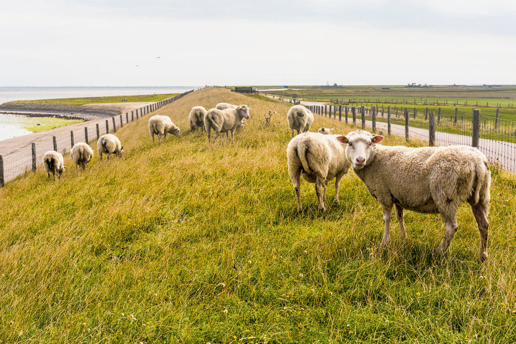 Texelwolle 4 Jahreszeiten