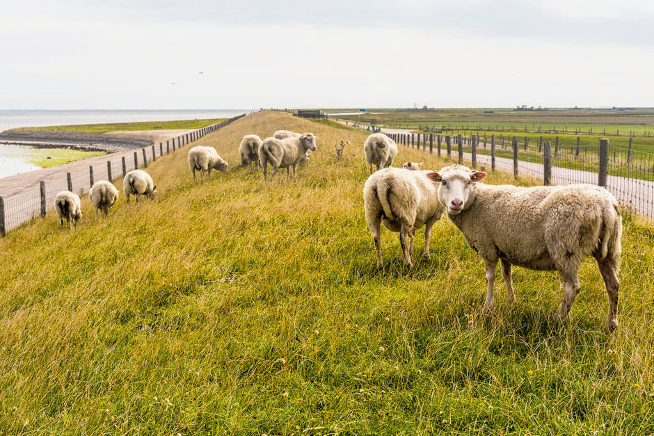 Texelwolle 4 Jahreszeiten