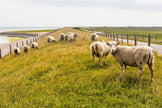 Texelwolle 4 Jahreszeiten