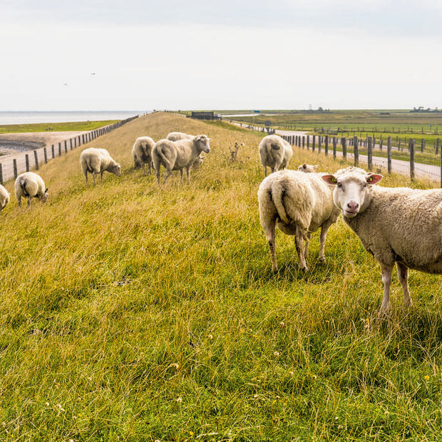 Texelse wol 4 seizoenen