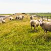 Texelse wol 4 seizoenen