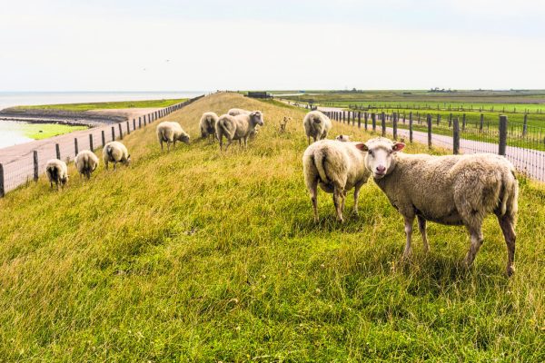 Texelse wol 4 seizoenen